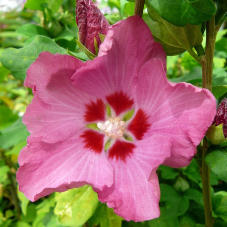 Hibiscus syriacus ‘Woodbridge’ op stam - altheastruik, heemstroos