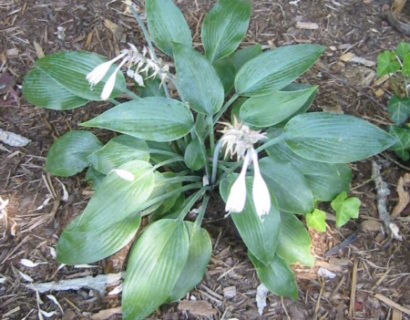 Hosta tardiana ‘Halcyon’ - hartlelie