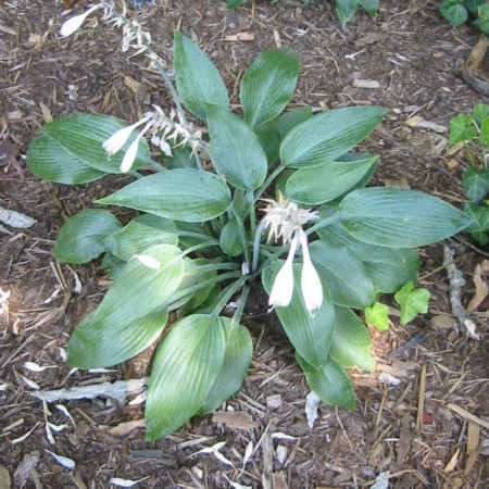 Hosta tardiana ‘Halcyon’ - hartlelie