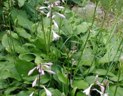 Hosta fortunei ‘Hyacinthina’ - hartlelie