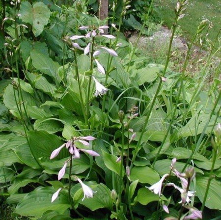 Hosta fortunei ‘Hyacinthina’ - hartlelie