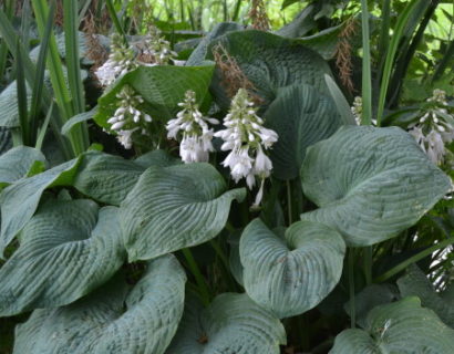 Hosta sieboldiana ‘Elegans’