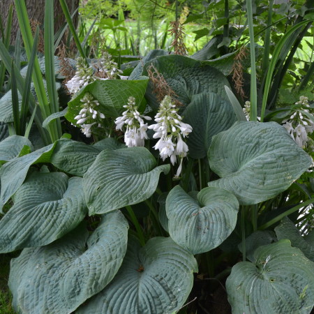 Hosta sieboldiana ‘Elegans’ (grote pot) - hartlelie