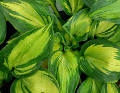 Hosta sieboldiana ‘Great Expectations’