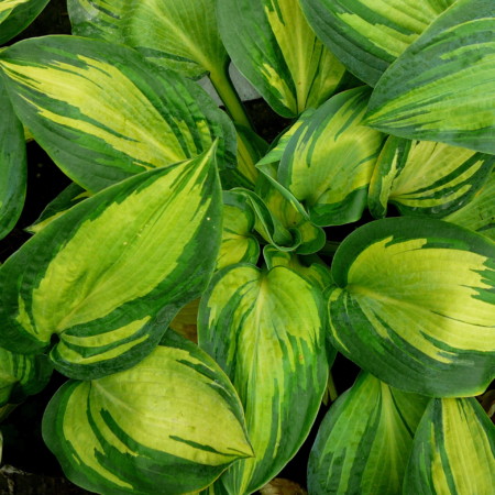 Hosta sieboldiana ‘Great Expectations’ - hartlelie