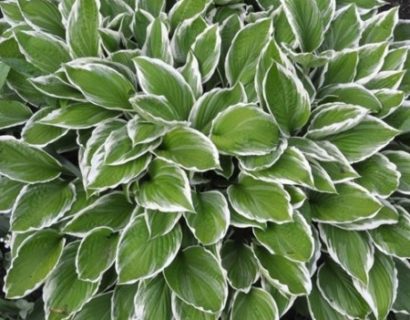 Hosta undulata ‘Albomarginata’ - hartlelie
