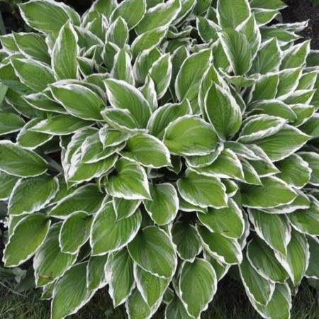 Hosta undulata ‘Albomarginata’ - hartlelie