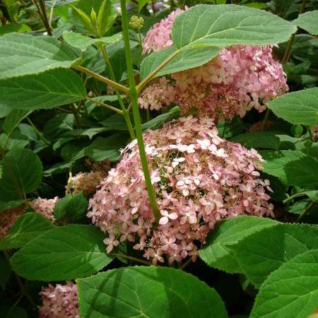 Hydrangea ‘Invincibelle’ of ‘Pink Annabelle’ - hortensia