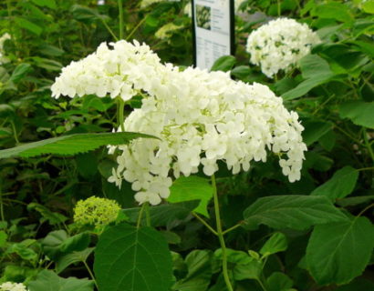 Hydrangea arborescens ‘Annabelle’ - hortensia