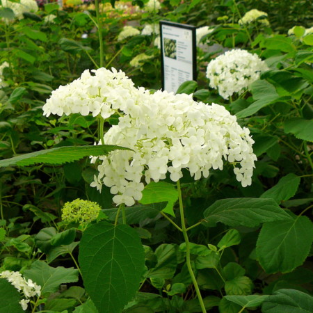 Hydrangea arborescens ‘Annabelle’ - hortensia