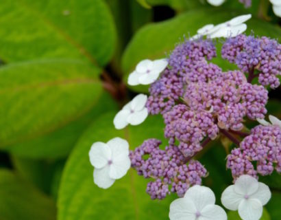 Hydrangea aspera ‘Macrophylla’ - fluweelhortensia