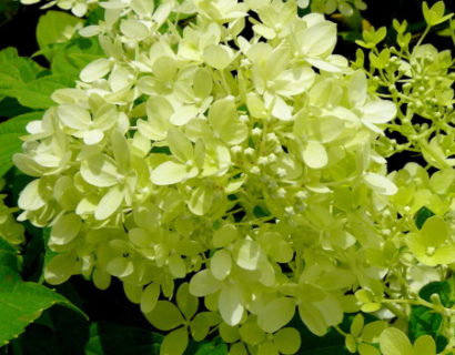 Hydrangea paniculata ‘Little Lime’ - schapenkop-hortensia