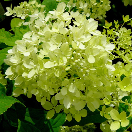 Hydrangea paniculata ‘Little Lime’ - schapenkop-hortensia