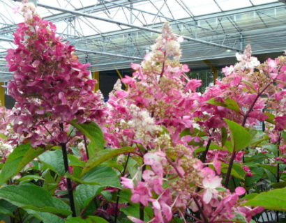 Hydrangea paniculata ‘Vanille Fraise’ - schapenkop-hortensia