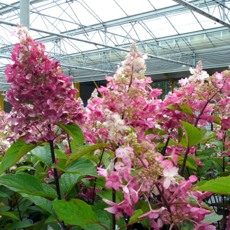 Hydrangea paniculata ‘Vanille Fraise’ op stam - Schapenkop-hortensia