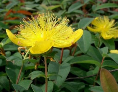 Hypericum calycinum - hersthooi / Sint-Janskruid