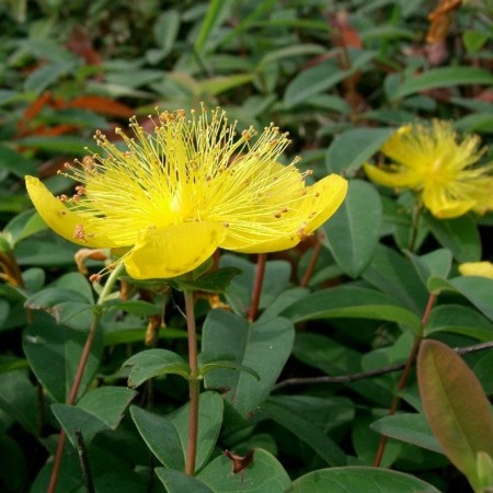 Hypericum calycinum - hersthooi / Sint-Janskruid