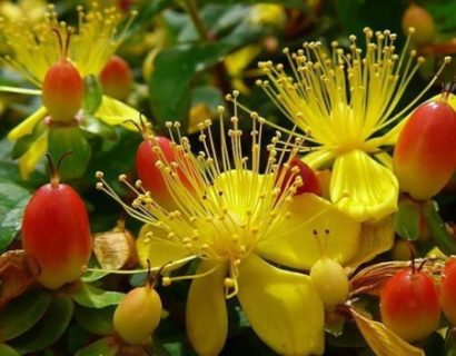 Hypericum inodorum ‘Magical Red’ - hertshooi