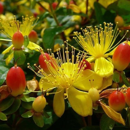 Hypericum inodorum ‘Magical Red’ - hertshooi