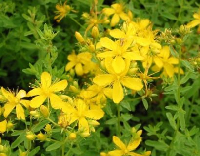 Hypericum perforatum - sint-janskruid