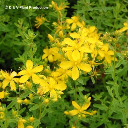 Hypericum perforatum - sint-janskruid