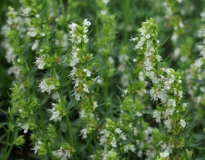 Hyssopus officinalis ‘Alba’ - witte hyssop