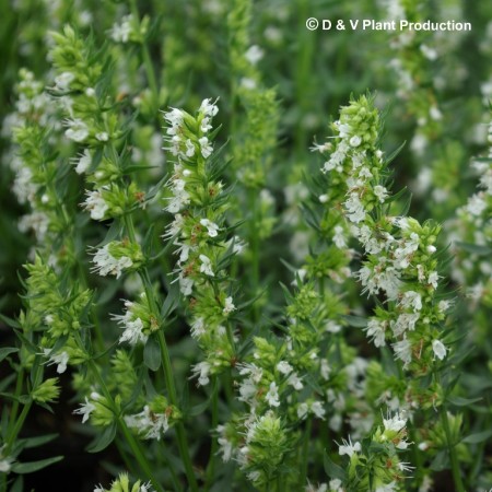 Hyssopus officinalis ‘Alba’ - witte hyssop