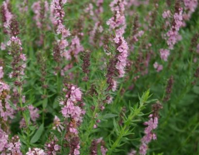 Hyssopus officinalis ‘Rosea’ - roze hyssop