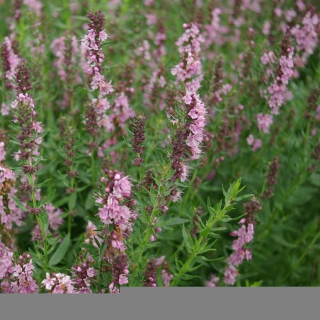 Hyssopus officinalis ‘Rosea’ - roze hyssop