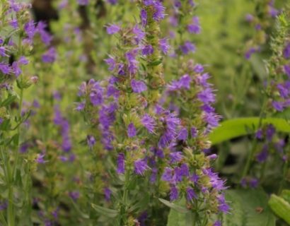 Hyssopus officinalis - hyssop