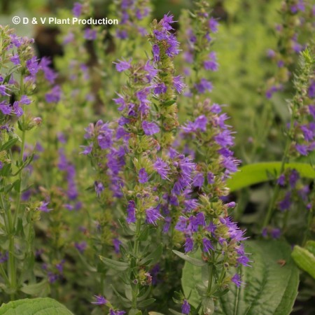 Hyssopus officinalis - hyssop