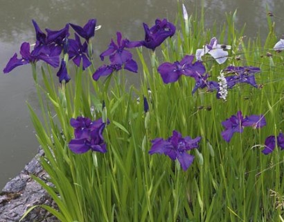 Iris kaempferi