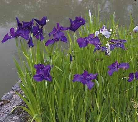 Iris kaempferi - japanse lis