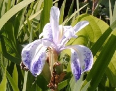 Iris laevigata ‘Mottled Beauty’ - water lis