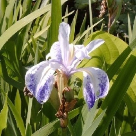 Iris laevigata ‘Mottled Beauty’ - water lis