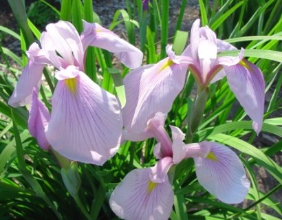 Iris laevigata ‘Rose Queen’ - roze lis