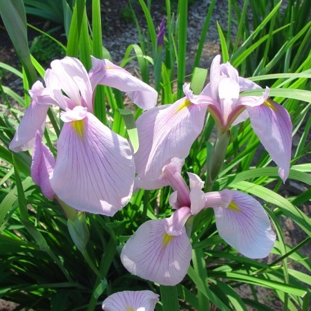 Iris laevigata ‘Rose Queen’ - roze lis