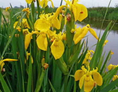 Iris pseudacorus - gele lis