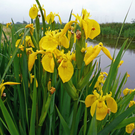 Iris pseudacorus - gele lis