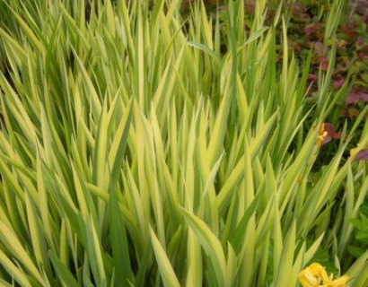 Iris pseudacorus ‘Variegata’ - gele lis