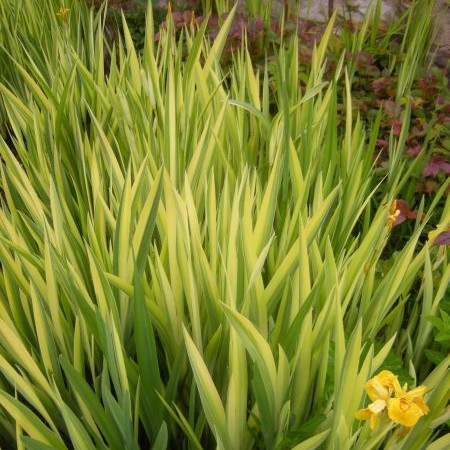 Iris pseudacorus ‘Variegata’ - gele lis