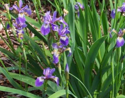 Iris versicolor - amerikaanse iris