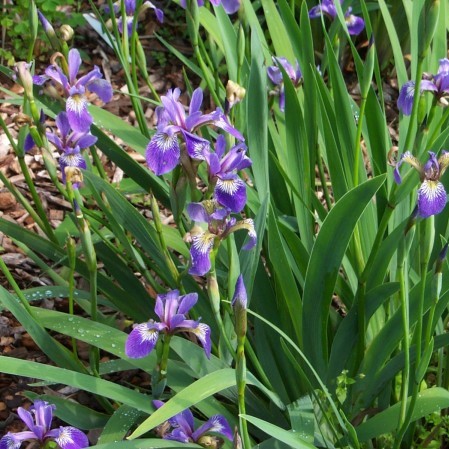 Iris versicolor - amerikaanse iris