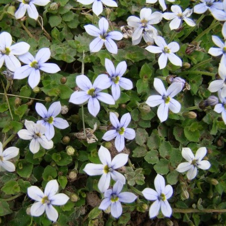 Isotoma fluviatilis - sterretjesmat