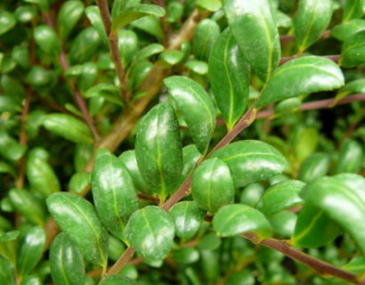 Ilex crenata ‘Convexa’