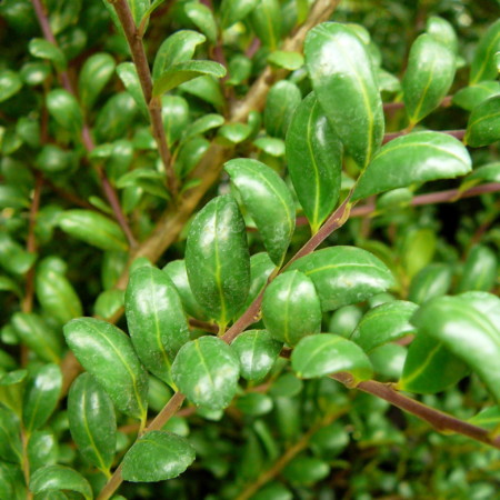 Ilex crenata ‘Convexa’ - Japanse hulst