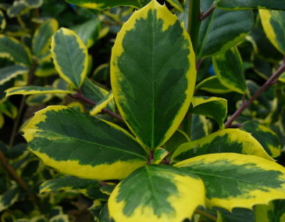 Ilex altaclerensis ‘Golden King’ - scherpe hulst