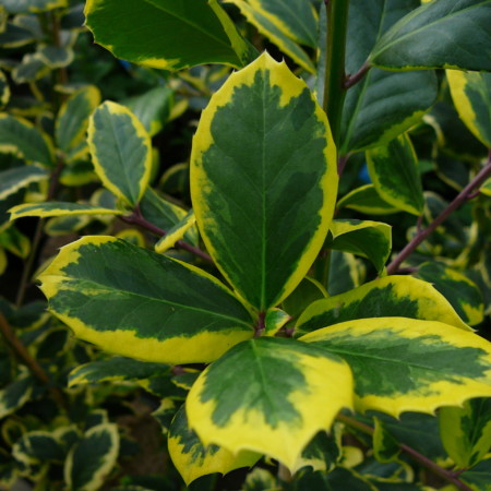 Ilex altaclerensis ‘Golden King’ - scherpe hulst