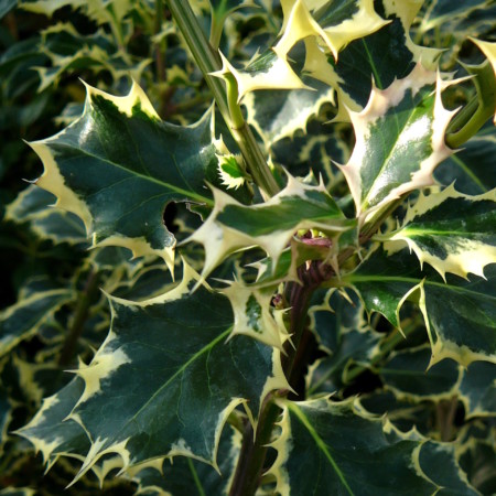 Ilex aquifolium ‘Argentea Marginata’ - scherpe hulst