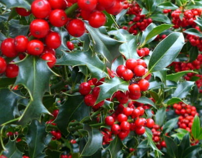 Ilex aquifolium ‘Alaska’ - scherpe hulst